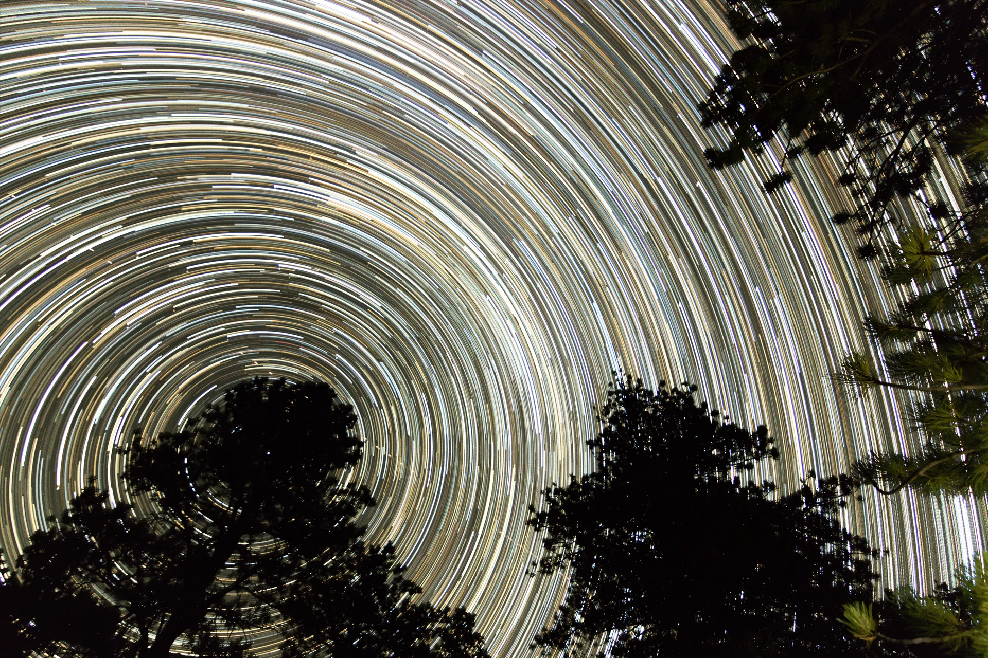 Circular star trails rotating around Polaris above silhouetted pine forest