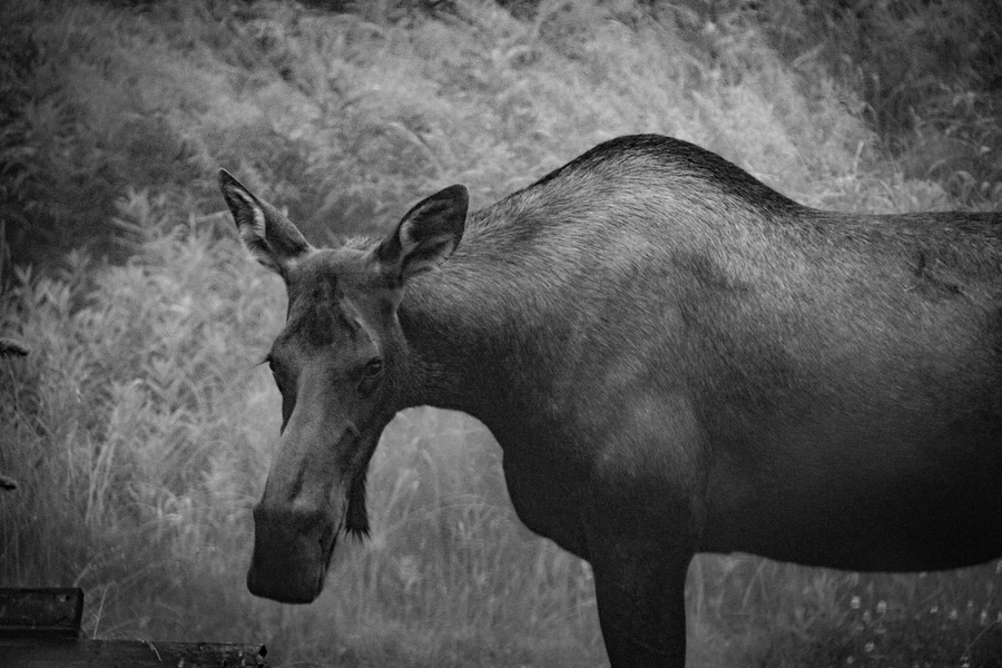 Moose close portrait in black and white, North Woods Minnesota