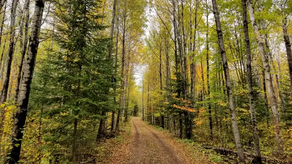 Autumn birch and maple forest road, Minnesota North Woods