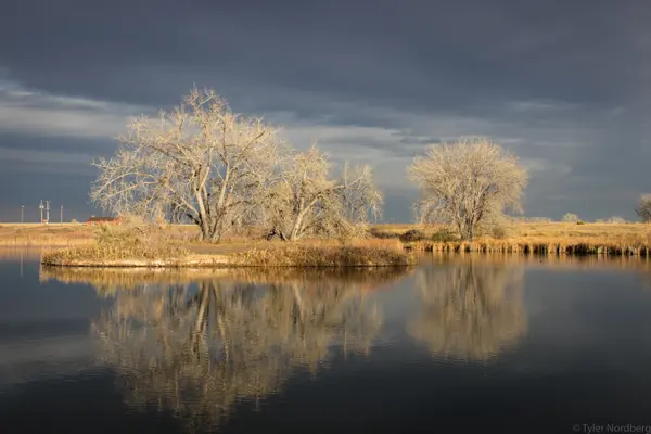 Cottonwood trees reflected in autumn pond under dramatic clouds