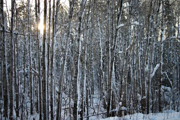 Snow-covered birch trees with winter sunlight filtering through