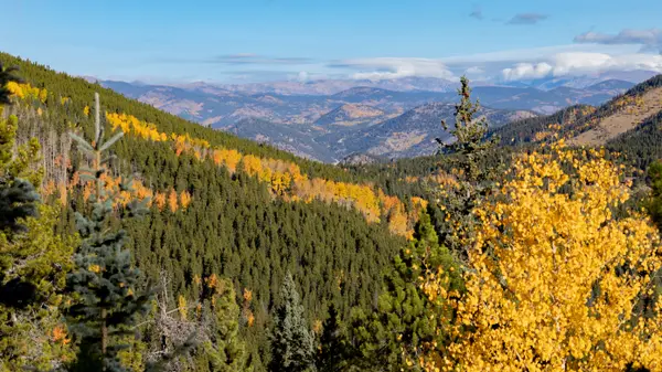 Yellow aspen trees on mountain hillside in fall color, Colorado
