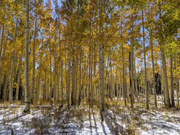 Golden aspen grove in full fall color with snow on ground