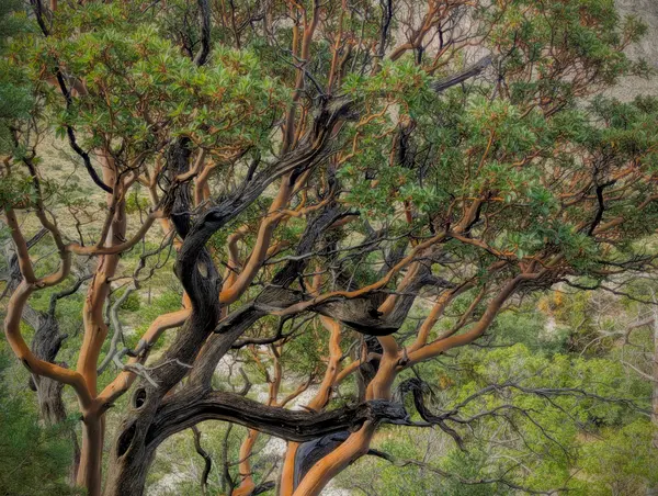 Ancient twisted juniper pine with gnarled branches against canyon backdrop, Colorado
