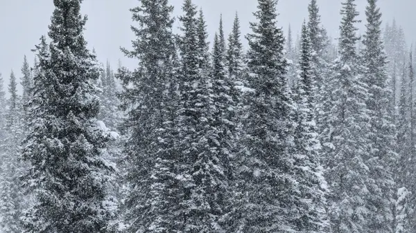 Snow-laden pine trees in a blizzard whiteout, Colorado