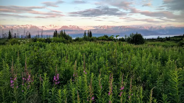 Fireweed wildflowers with snow-capped Alaska mountains at sunset