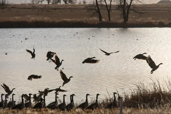 Canada geese taking flight from a lake at dusk