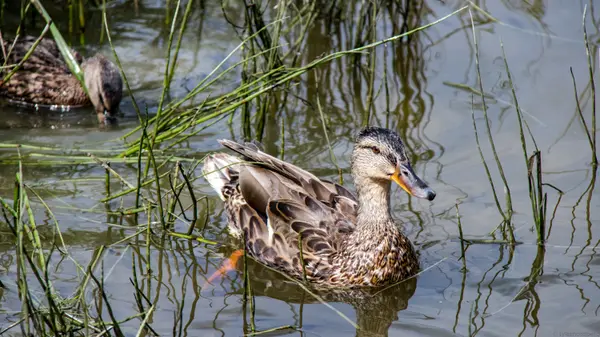 Mallard duck swimming among summer reeds