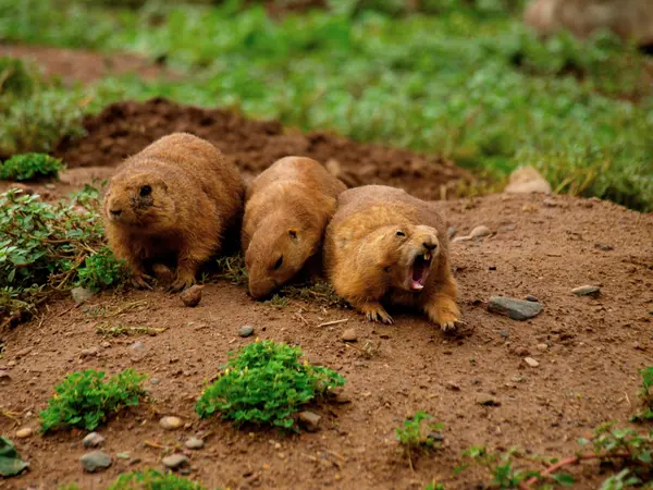Three prairie dogs emerging from their burrow