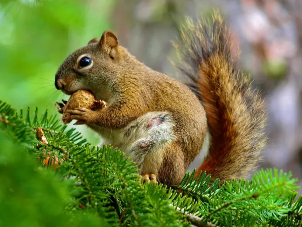 Red squirrel eating on a pine branch, green bokeh background