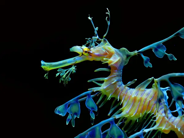 Leafy sea dragon against black background, vibrant blue and orange
