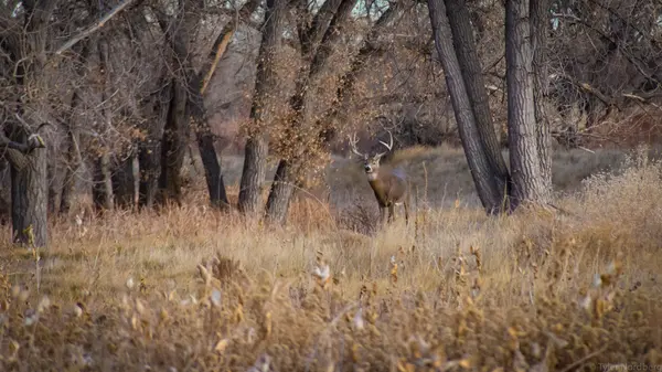 Whitetail buck deer standing in golden autumn brush
